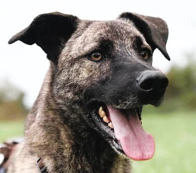 Luke, Mixed Breed for adoption at Save a Dog e.V.