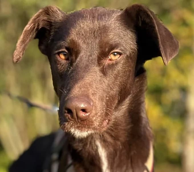 Malu, Mixed Breed for adoption at Save a Dog e.V.