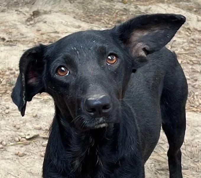 Malu 2 schwarz, schwarz Mixed Breed for adoption at Save a Dog e.V.