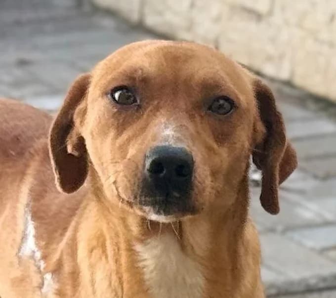 Max, Mixed Breed for adoption at Save a Dog e.V.