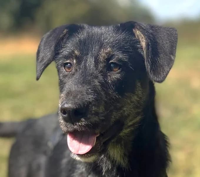 Mayor, Mixed Breed for adoption at Save a Dog e.V.