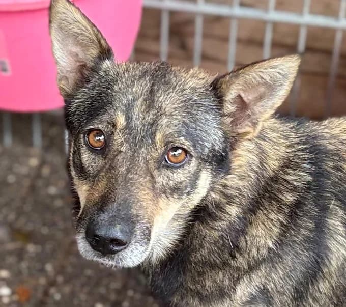 Mila, Mixed Breed for adoption at Save a Dog e.V.