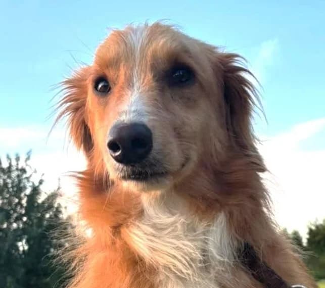 Milan, Mixed Breed for adoption at Save a Dog e.V.