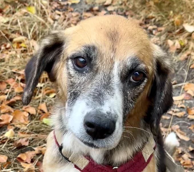 Milli, Mixed Breed for adoption at Save a Dog e.V.
