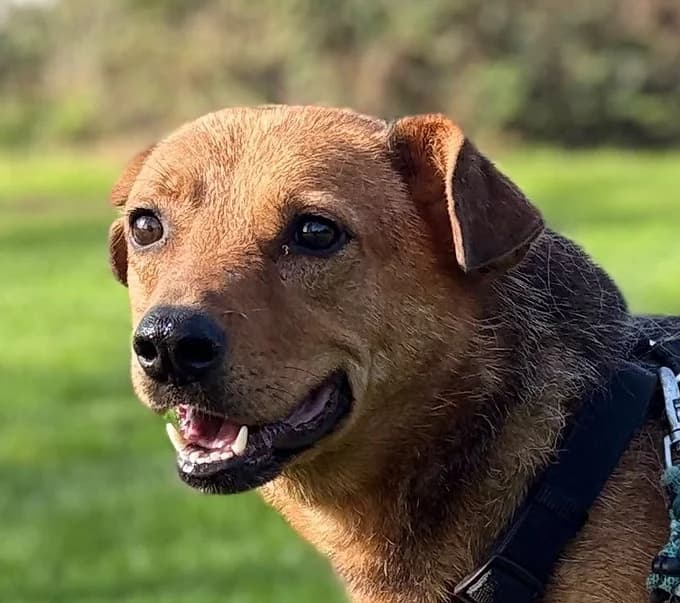 Milo, Mixed Breed for adoption at Save a Dog e.V.