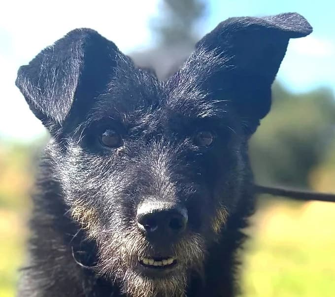 Moli, puppy Mixed Breed for adoption at Save a Dog e.V.