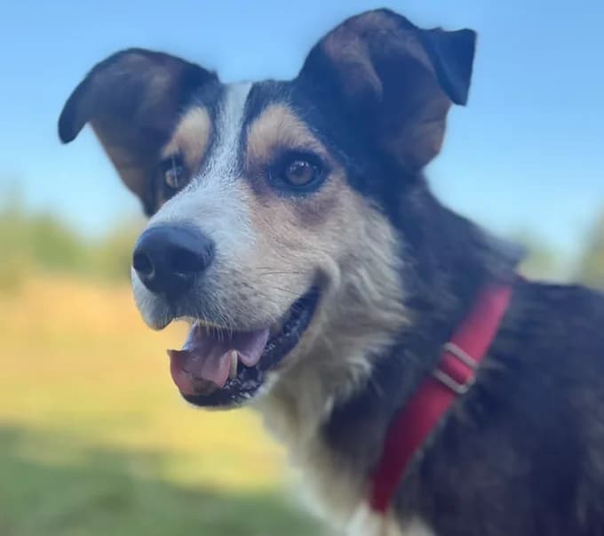 Mona, Mixed Breed for adoption at Save a Dog e.V.