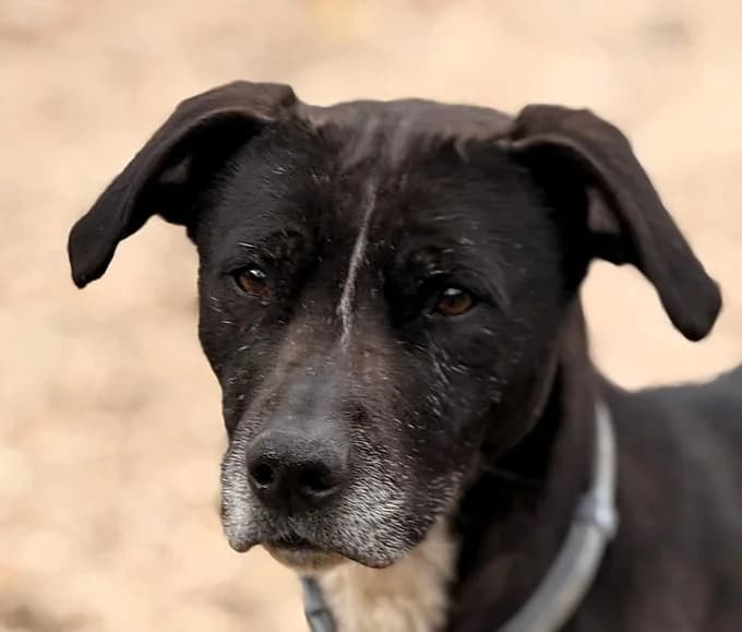 Nora, Mixed Breed for adoption at Save a Dog e.V.