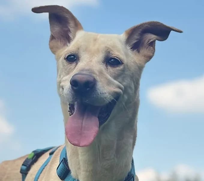 Pako, Mixed Breed for adoption at Save a Dog e.V.
