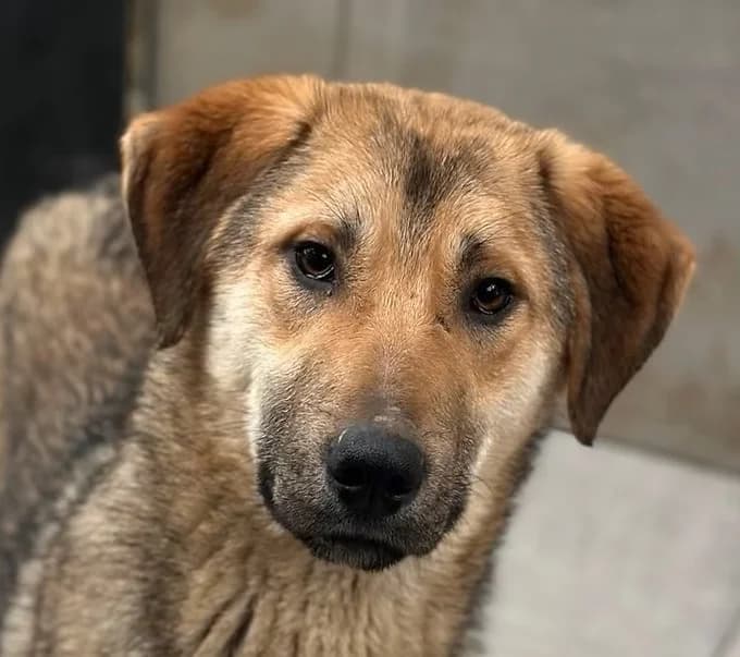 Pepe, Mixed Breed for adoption at Save a Dog e.V.