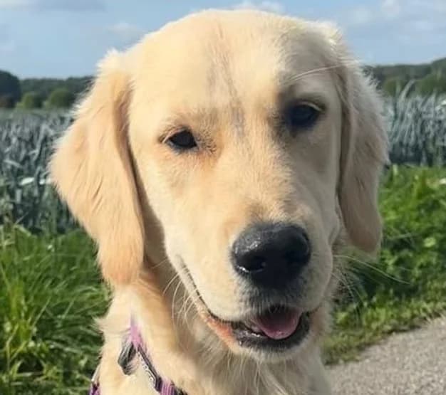 Phoebe, golden female puppy Mixed Breed for adoption at Save a Dog e.V.