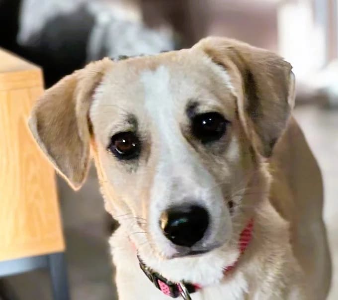 Piper, Mixed Breed for adoption at Save a Dog e.V.