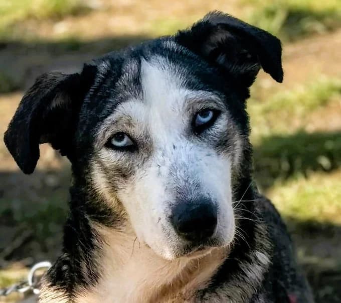 Raika, Mixed Breed for adoption at Save a Dog e.V.