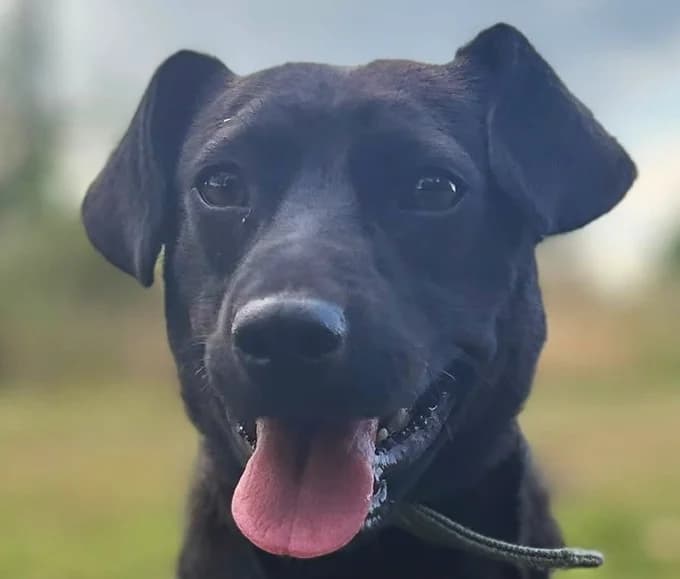Ralf, Mixed Breed for adoption at Save a Dog e.V.