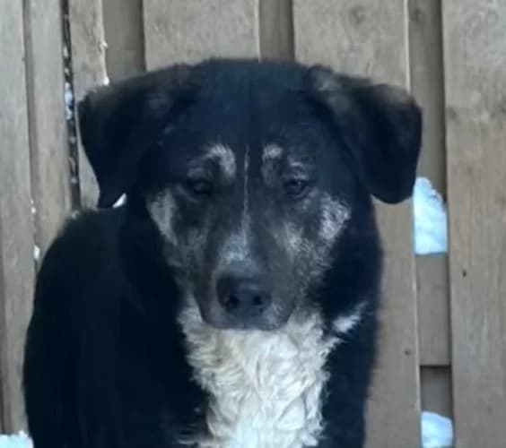 Ringo, Mixed Breed for adoption at Save a Dog e.V.
