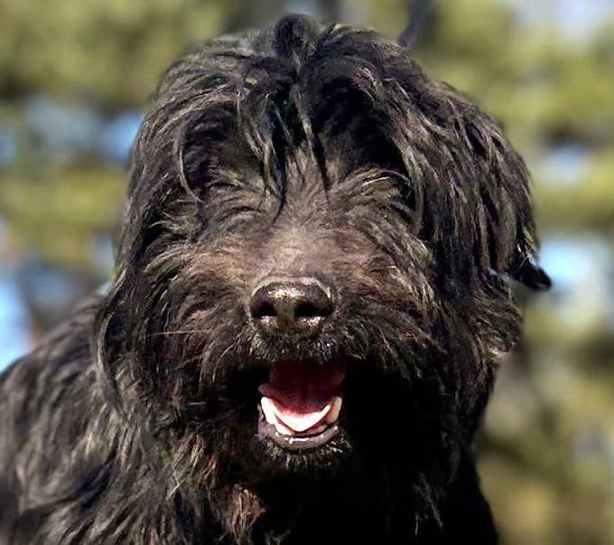 Roki, Mixed Breed for adoption at Save a Dog e.V.