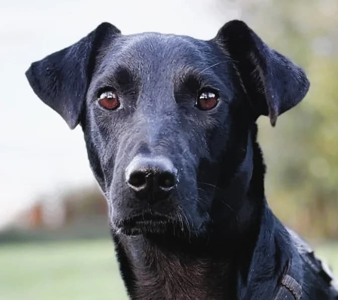Roni, Mixed Breed for adoption at Save a Dog e.V.
