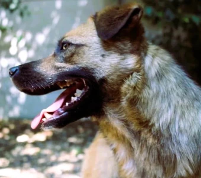 Rosi, Mixed Breed for adoption at Save a Dog e.V.