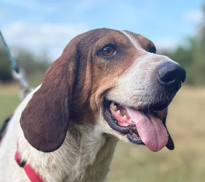 Shapi, Mixed Breed for adoption at Save a Dog e.V.