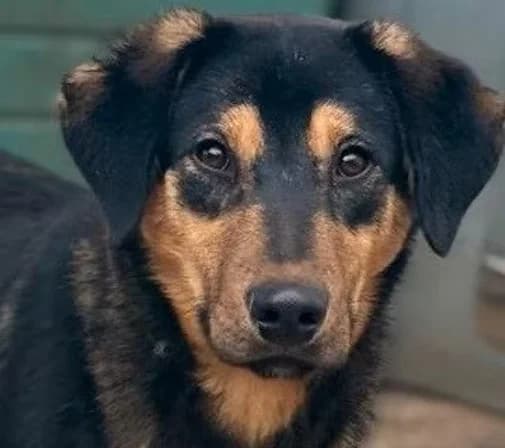 Tarek, puppy Mixed Breed for adoption at Save a Dog e.V.