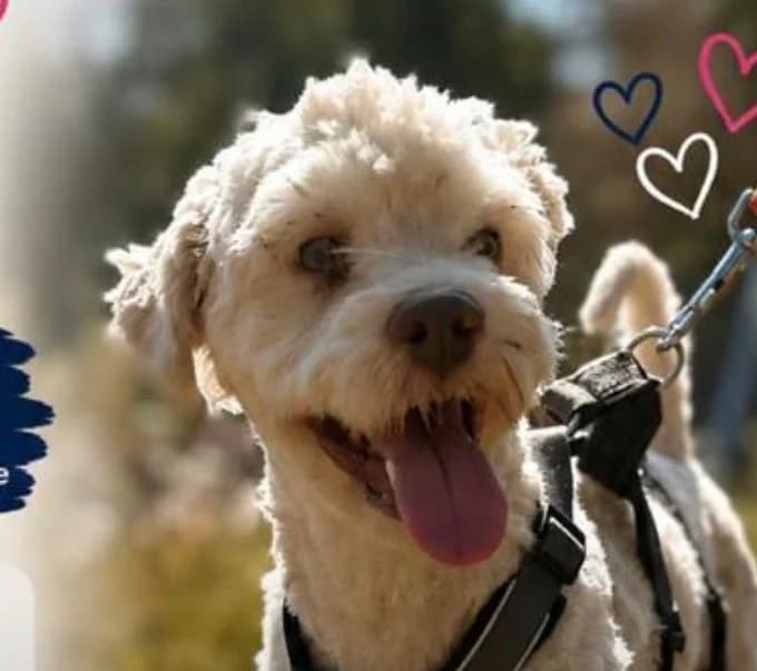 Teddy, Mixed Breed for adoption at Save a Dog e.V.