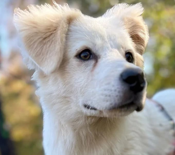 Teddy, puppy Mixed Breed for adoption at Save a Dog e.V.
