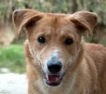 Theo, Mixed Breed for adoption at Save a Dog e.V.
