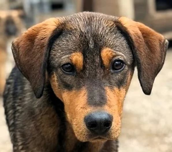 Tim, puppy Mixed Breed for adoption at Save a Dog e.V.