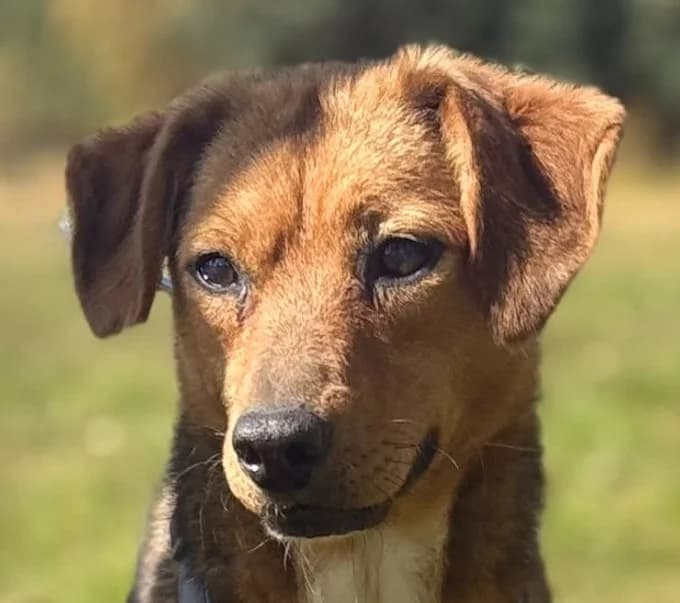Tina, Mixed Breed for adoption at Save a Dog e.V.