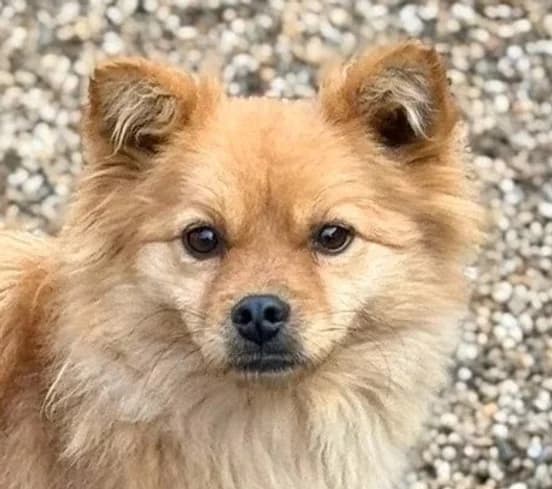 Mici, Mixed Breed for adoption at Save a Dog e.V.