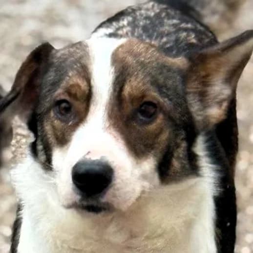 Zita, Mixed Breed for adoption at Save a Dog e.V.