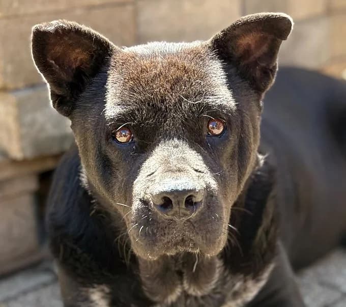 Zora, Mixed Breed for adoption at Save a Dog e.V.