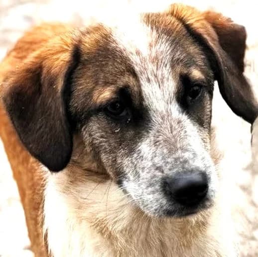Zypra, puppy Mixed Breed for adoption at Save a Dog e.V.