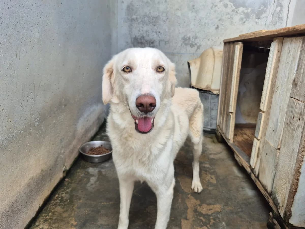 Abbandonato, 6yo Mixed Breed for adoption at saving dogs e.V.