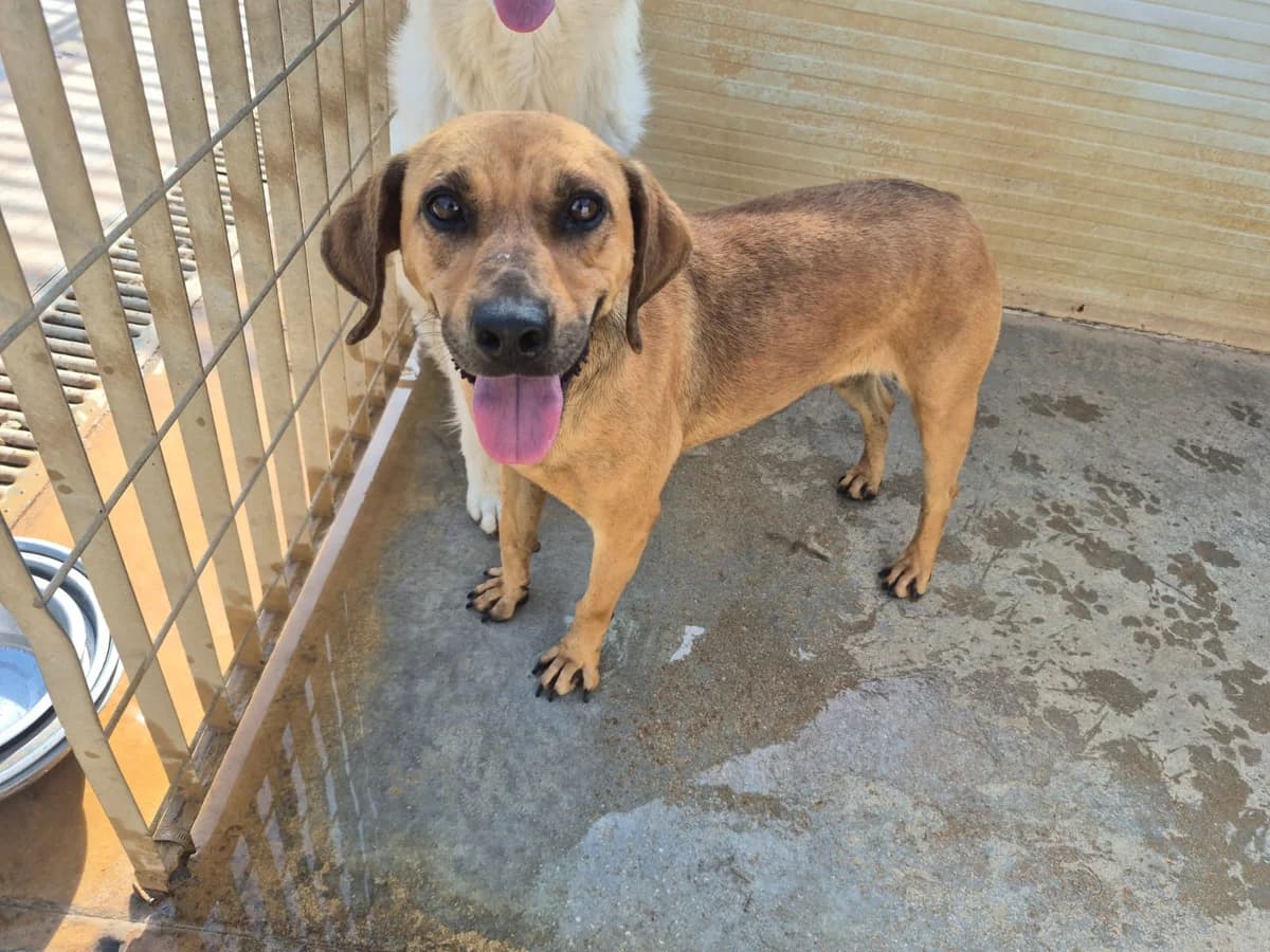 Ambra, female 3yo Mixed Breed for adoption at saving dogs e.V.