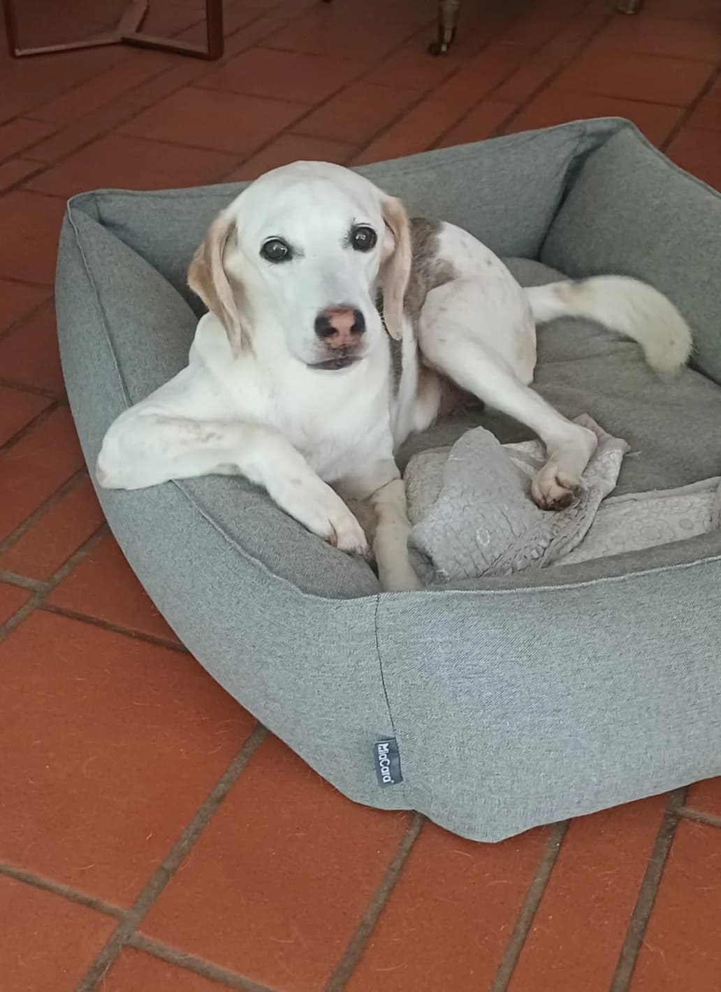 Arturo, male senior Mixed Breed for adoption at saving dogs e.V.