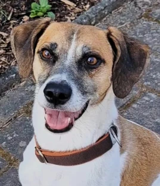 Asterix, male senior Mixed Breed for adoption at saving dogs e.V.