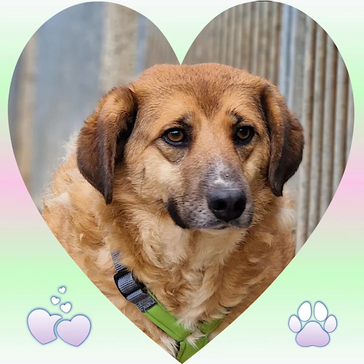 Barbie, female 4yo Mixed Breed for adoption at saving dogs e.V.