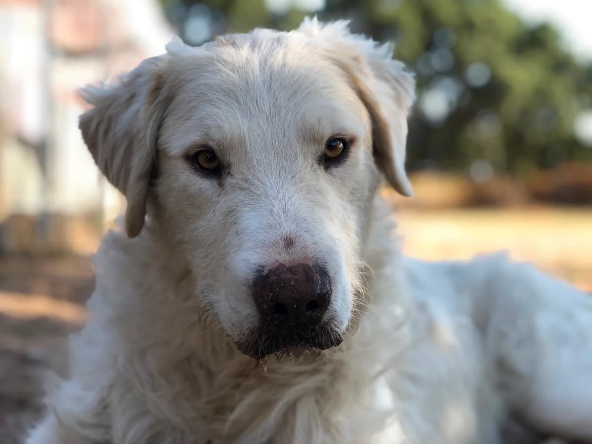 Bengalo, male puppy Mixed Breed for adoption at saving dogs e.V.