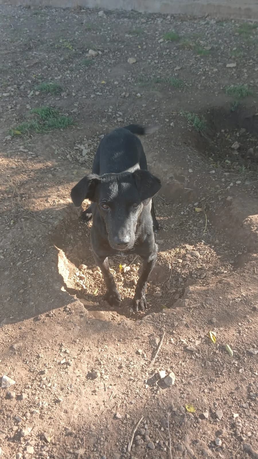 Benji, male senior Mixed Breed for adoption at saving dogs e.V.