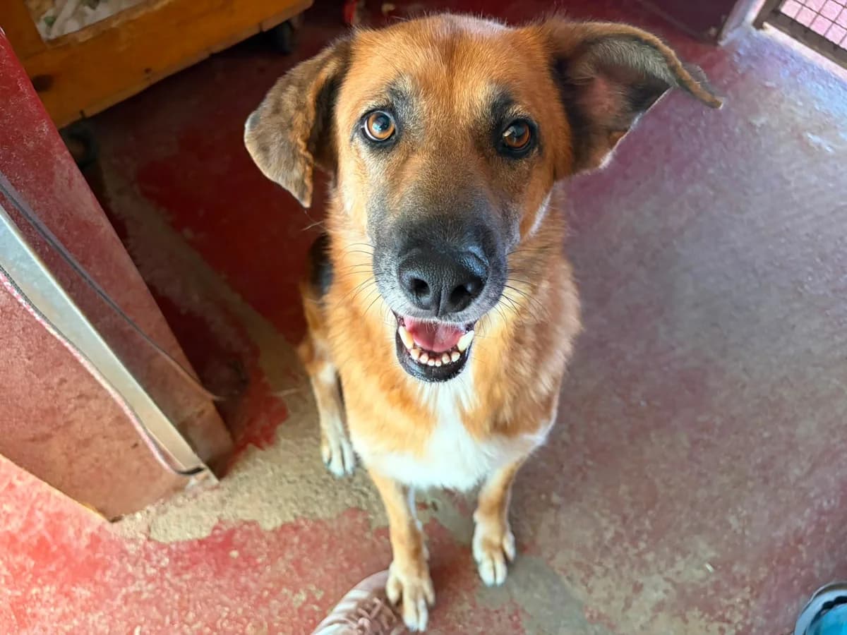 Brigitte, female young Mixed Breed for adoption at saving dogs e.V.