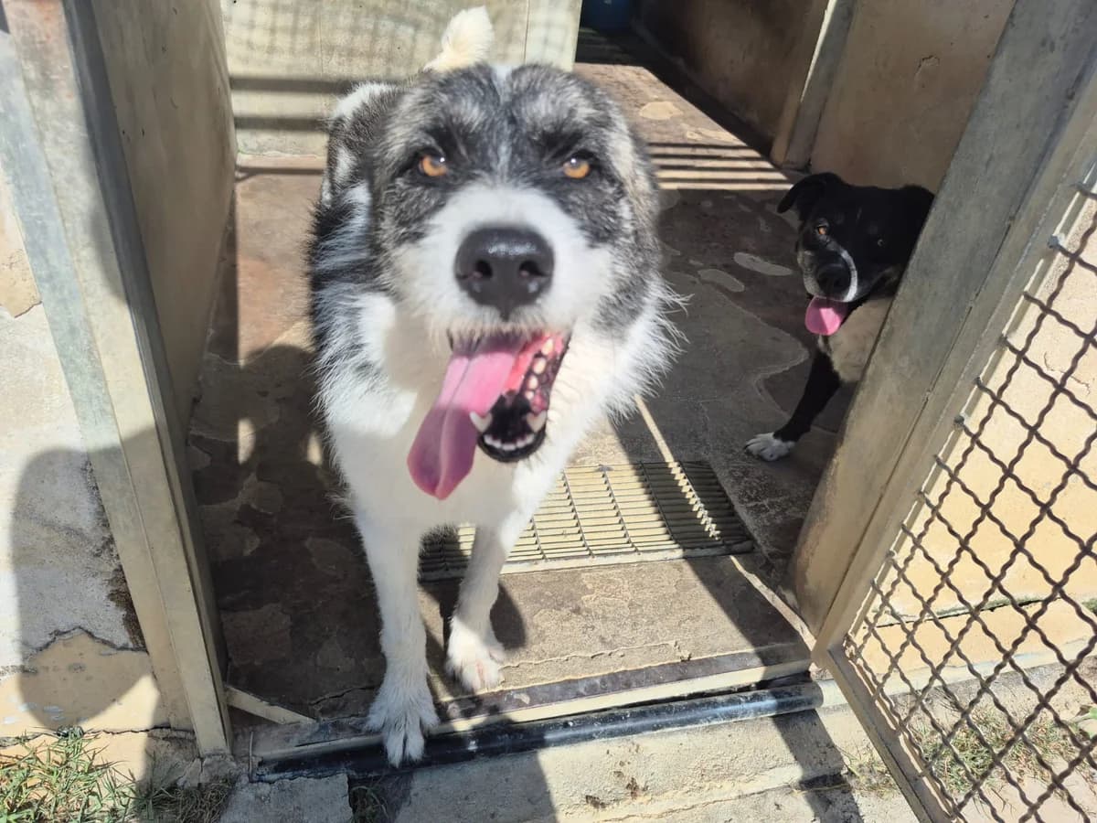 Buddy, male 3yo Mixed Breed for adoption at saving dogs e.V.