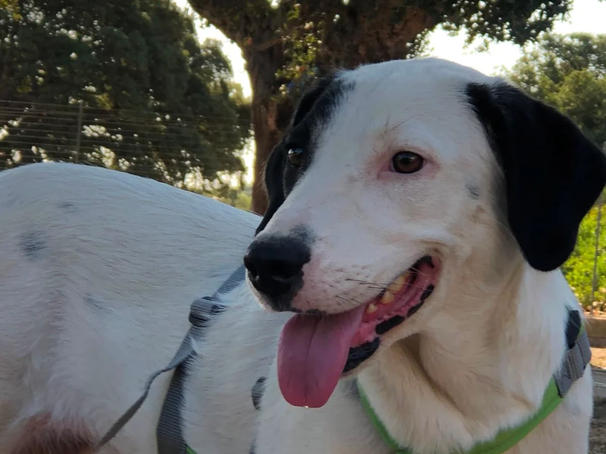Cara, female puppy Mixed Breed for adoption at saving dogs e.V.
