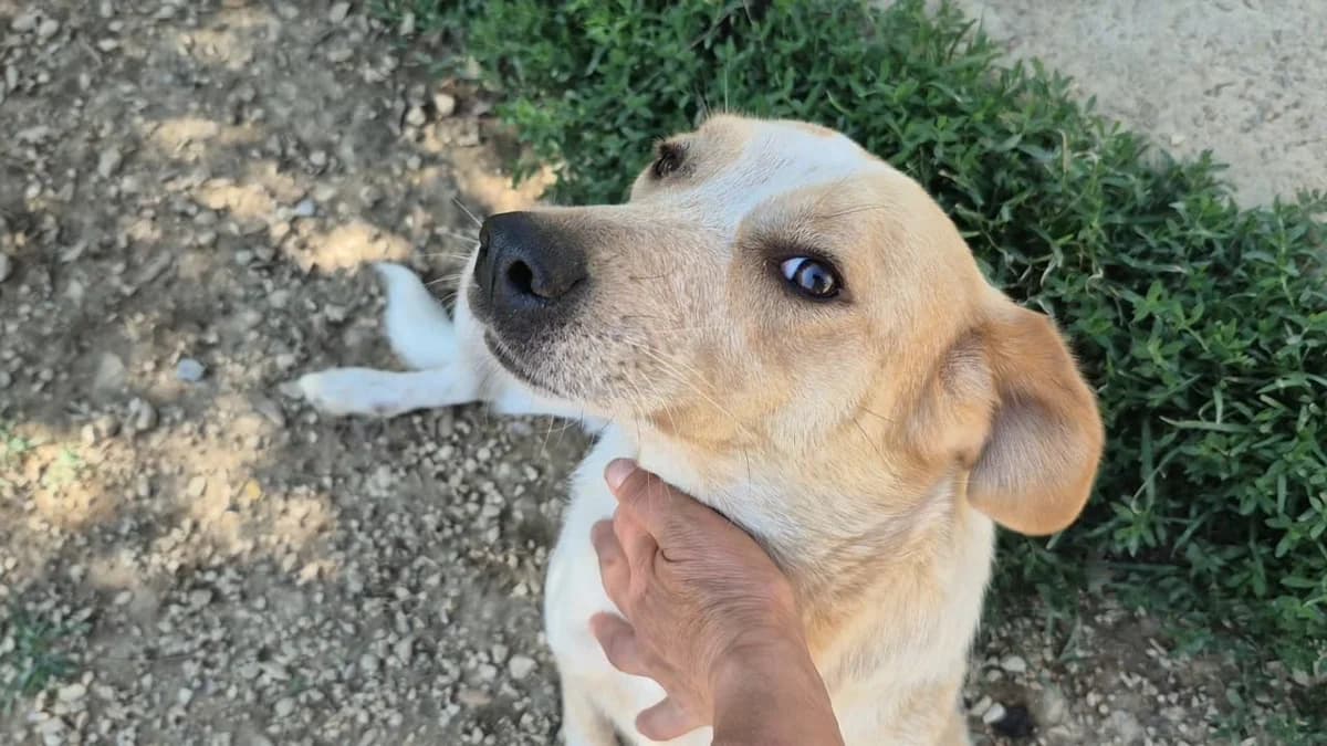 Cosy, female 5yo Mixed Breed for adoption at saving dogs e.V.