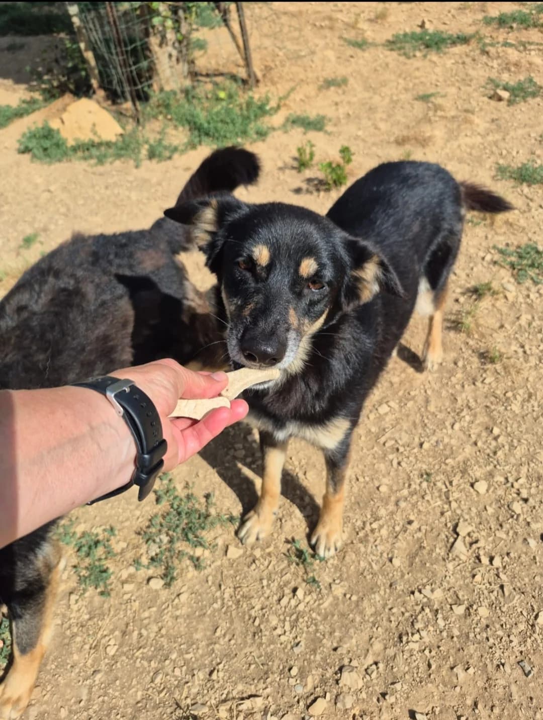 Fanta, female young Mixed Breed for adoption at saving dogs e.V.