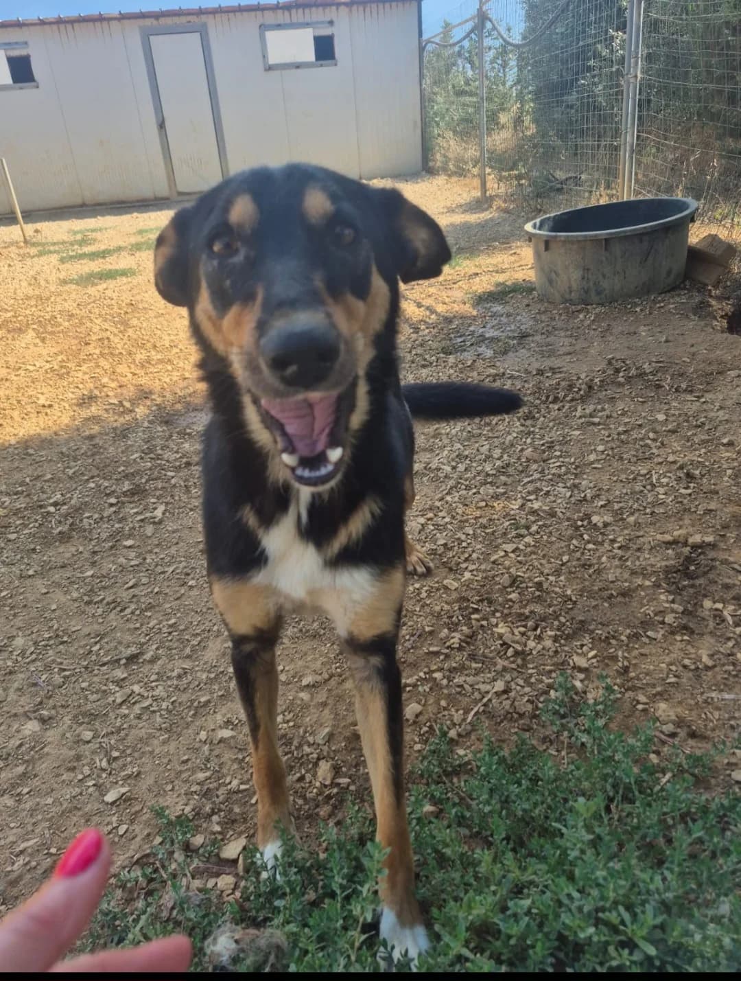 Farah, female young Mixed Breed for adoption at saving dogs e.V.