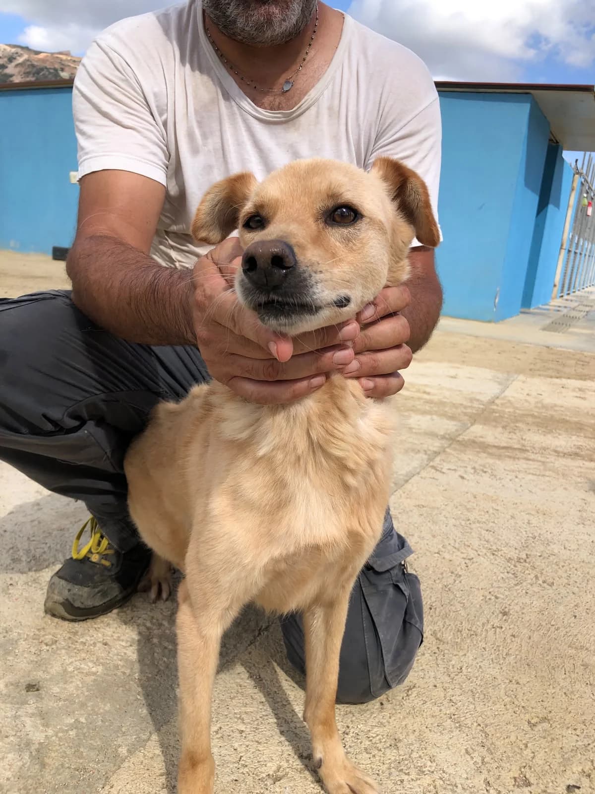 Fulvetto, male Mixed Breed for adoption at saving dogs e.V.