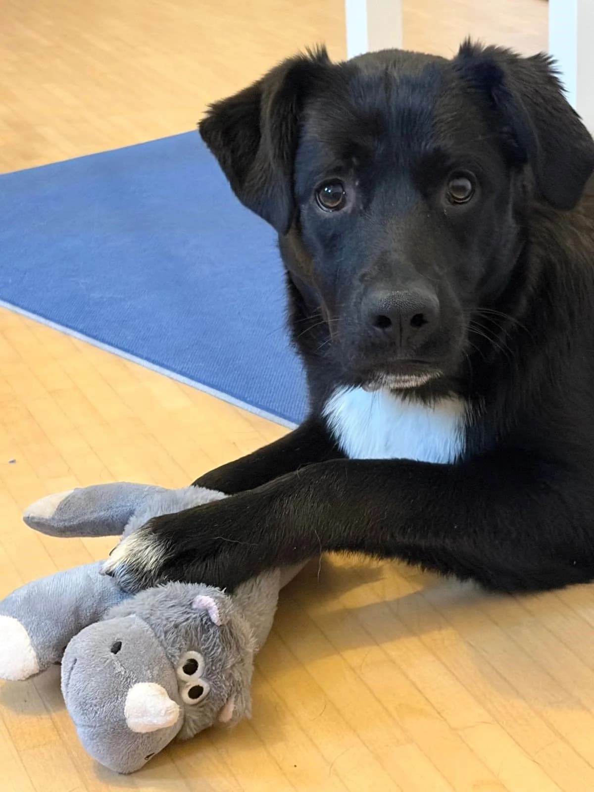 Gino, male puppy Mixed Breed for adoption at saving dogs e.V.