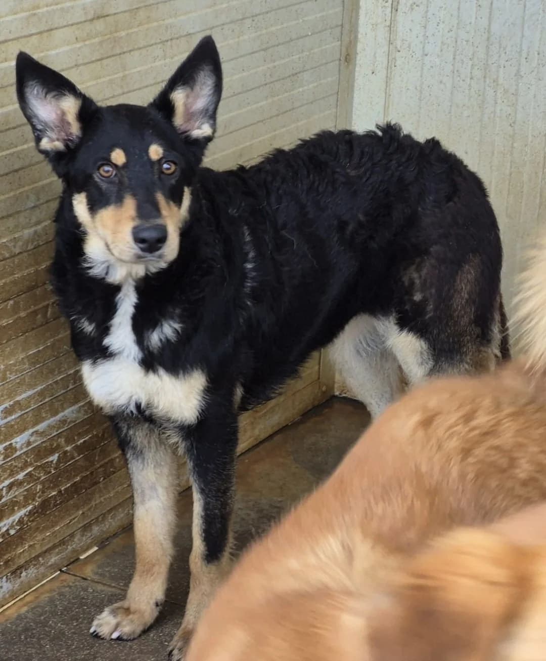 Giuditta, female young Mixed Breed for adoption at saving dogs e.V.