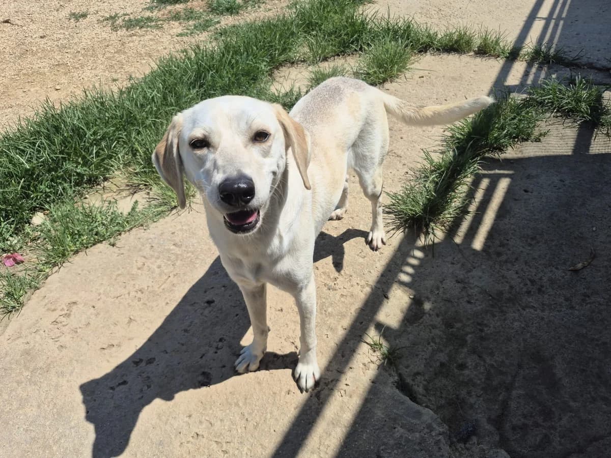 Grazia, female 5yo Mixed Breed for adoption at saving dogs e.V.